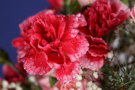 K Carnations Closeup Pink Color Drops Rare Gallery Hd