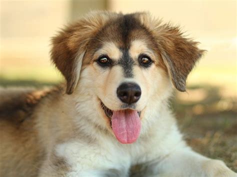 A Golden Retriever Husky Mix Husky Golden Retriever Husky Mix