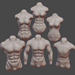 Female Torso D Model