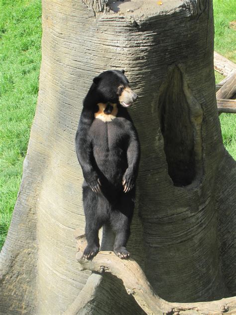 Standing Sun Bear by CSDorsey on DeviantArt
