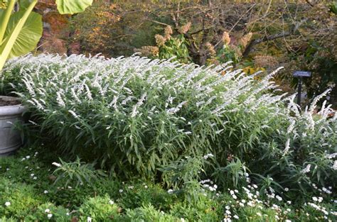 Mexican Bush Sage What Grows There Hugh Conlon Horticulturalist