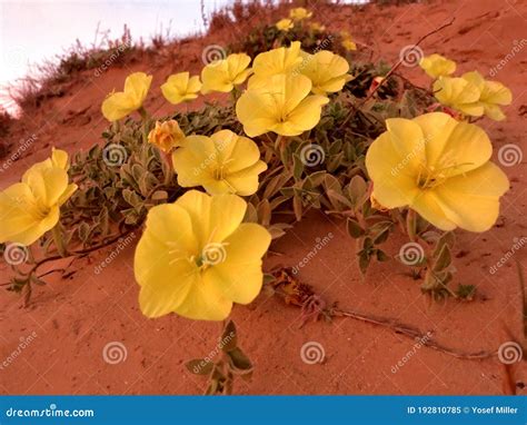 Yellow Flowers On Sandy Soil Stock Image Image Of Sandy Nature