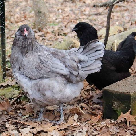 Olive Egger: Eggs, Temperament, Size and Raising Tips