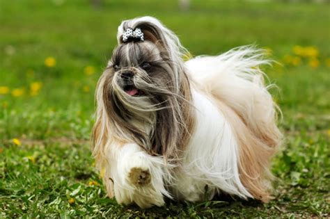 Shih Tzu Hundeprofil Charakter Ern Hrung Pflege