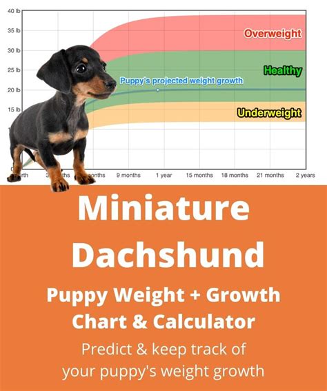 Miniature Dachshund Weight Growth Chart 2024 How Heavy Will My Miniature Dachshund Weigh