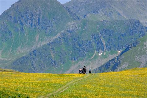 Flowers Meadow Mountains Flower - Free photo on Pixabay