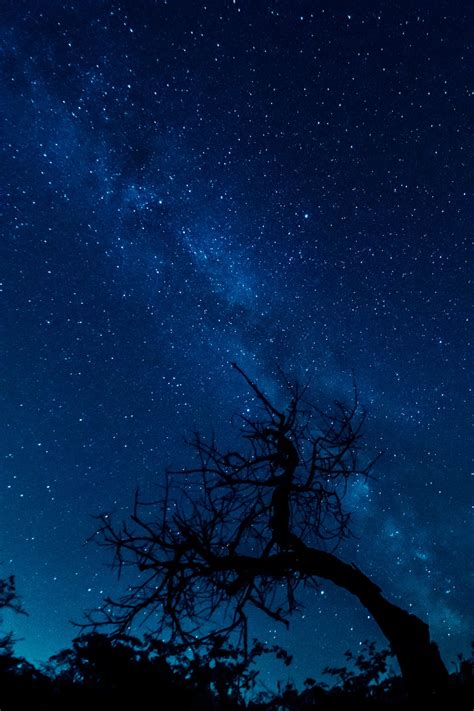 Silhouette Of Bare Tree Under Starry Sky · Free Stock Photo