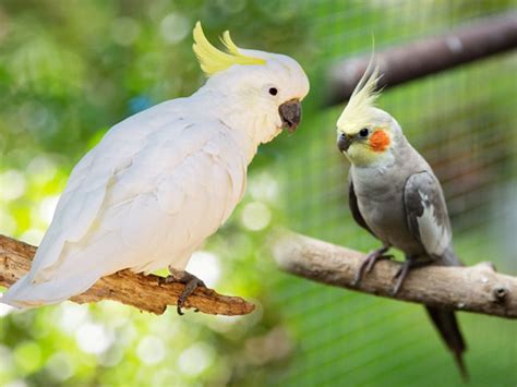 Toxic And Non Toxic Items For Birds The Complete List Vivo Pets