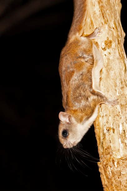 40 Southern Flying Squirrel Stock Photos Pictures And Royalty Free