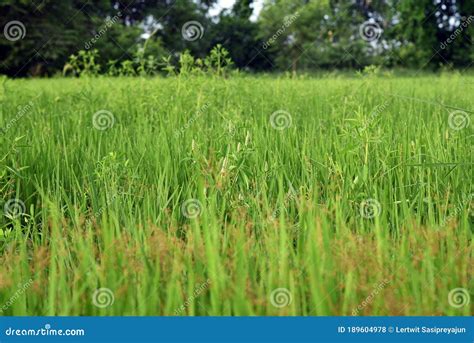 Sphenoclea Sp Broadleaf Weed In Rice Field Stock Photo Image Of