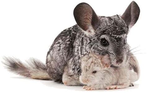 Chinchilla Facts Animal Facts Encyclopedia