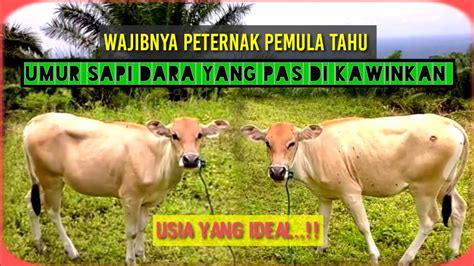 Umur Atau Waktu Sapi Dara Siap Kawin Youtube