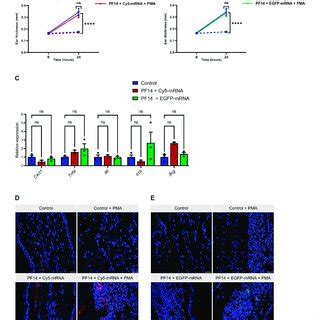 Pf Induces Cellular Transport Of Mrna In Vivo For Each Injection