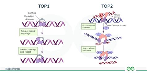 Topoisomerase Types Inhibitors And Role In Dna Replication