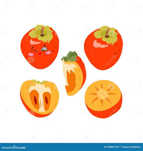 Collection Of Vector Illustrations Of Persimmon Whole Half And Slices