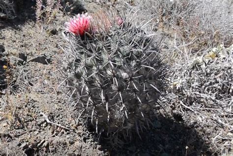 File Ferocactus Fordii Png Islapedia