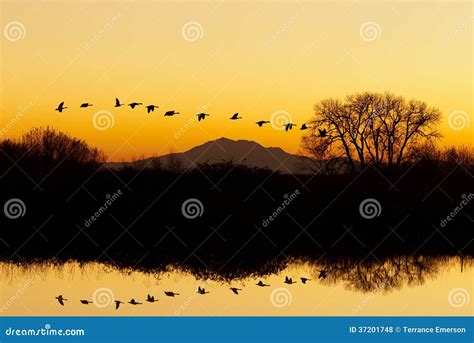 Silhouette of Geese Flying at Sunset Stock Photo - Image of water ...