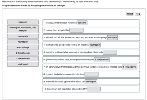 Solved Match Each Of The Following White Blood Cells To Its Chegg