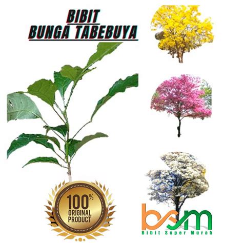 Jual Tanaman Hias Bunga Tabebuia Ungu Shopee Indonesia