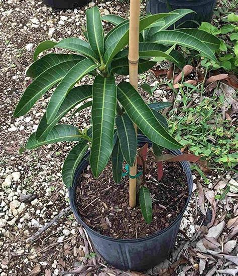 Mango Tree Julie Grafted 2 Feet Tall No Ship To Ca Tx