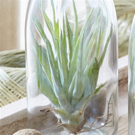 Buy Air Plant In A Glass Bottle Tillandsia Abdita £1499 Delivery By