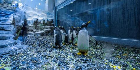 Dubai Aquarium & Underwater Zoo + Penguin Encounter Cove from AED 179 ...