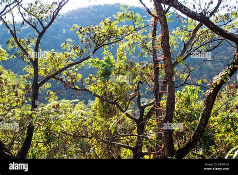 Travel To South Korea Green Acacia Trees In Mountain Forest Of