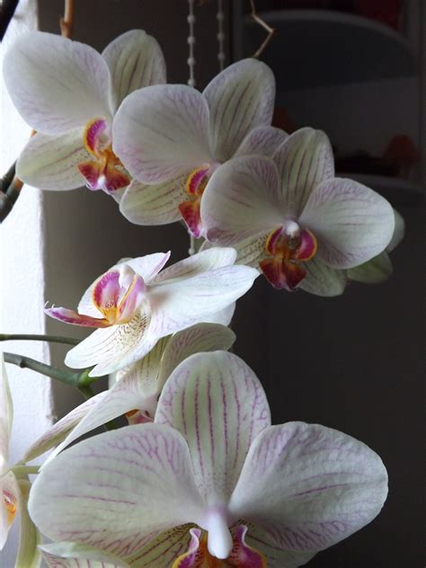 Orchidee Pflanze Kostenloses Foto Auf Pixabay Pixabay