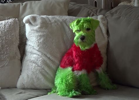 Watch: Dog turns into a grinch for Christmas