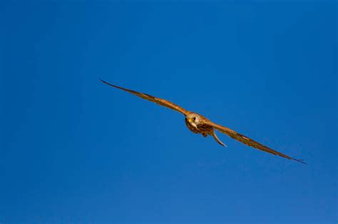 Falcon hunting Free Stock Photos, Images, and Pictures of Falcon hunting