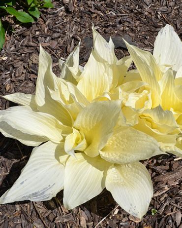 HOSTA WHITE FEATHER -VRAC, 1 BUC, I - Infloreste