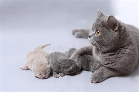 Mother Cat Takes Care of Her New Born Kittens Stock Image - Image of ...