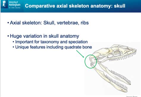 SPECIES ADAPTATION REPTILES MSK Flashcards Quizlet