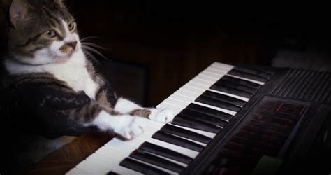 Funny Cat Commercial Playing Piano Funny PNG