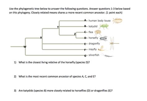 Phylogenetic Tree Worksheets Answer Key