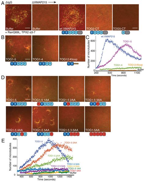 Microtubule Nucleation By Xmap Protein Constructs In Xenopus Egg