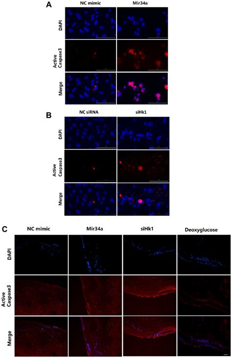 Active Caspase 3 Cell Signaling Technology Inc Bioz