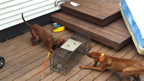 Redbone Coonhound Treeing Youtube