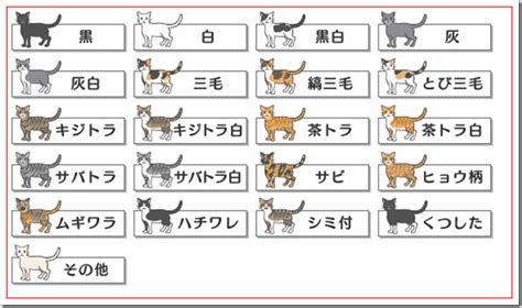 猫の毛色遺伝と性格の関係性は？毛色種類や人気の柄は？ 猫ばあちゃん