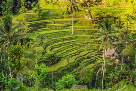 Plantaci N Campos Arroz Cascada Verde Las Terrazas Tegalalang Bali