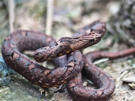 10 Venomous Snakes Living In Hong Kong Snake Radar