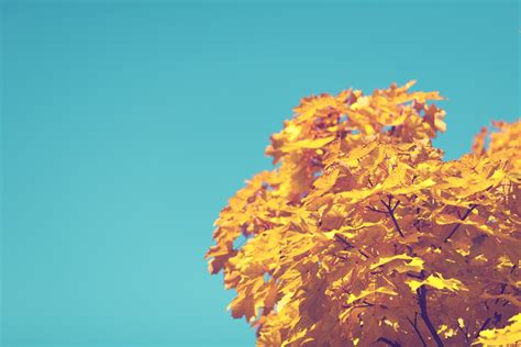 Kostenlose Foto Baum Natur Ast Pflanze Himmel Sonnenlicht Blatt