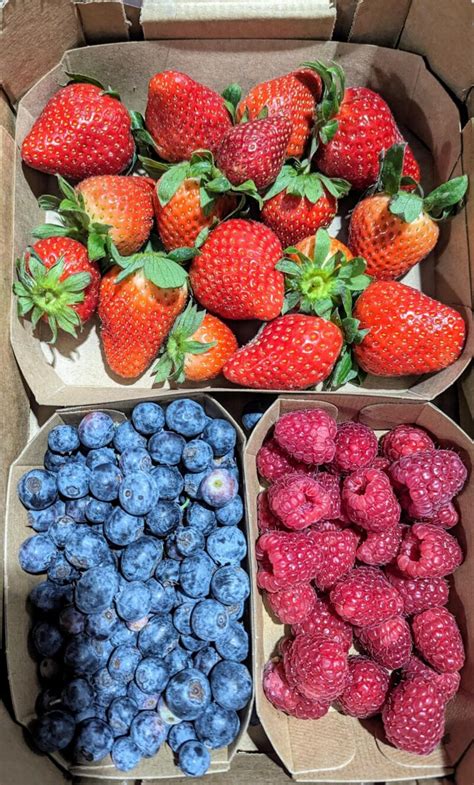 Mixed Berry Tray Langridge Organic Products Ltd