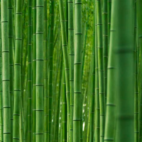 The Famous Bamboo Forest of Sagano » TwistedSifter