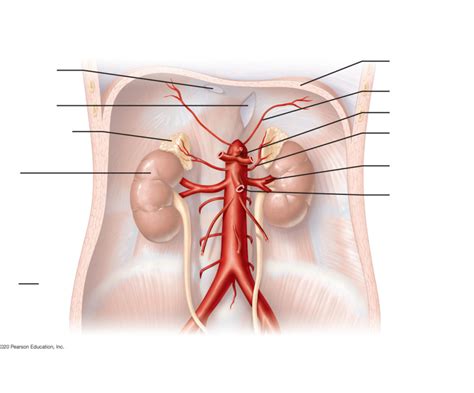 Abdominal Aorta branches Diagram | Quizlet