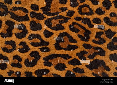 Leopard Backgrounds Pattern Banque De Photographies Et Dimages Haute