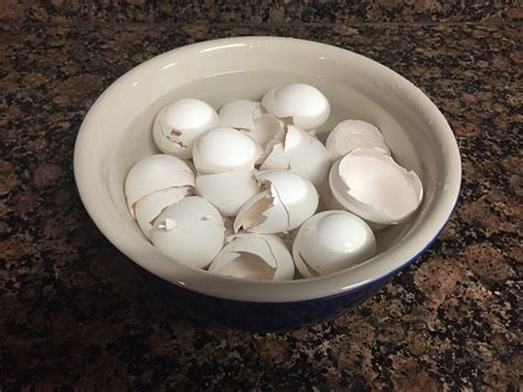 Easy Ways To Use Eggshells In Your Garden Wicked Handy