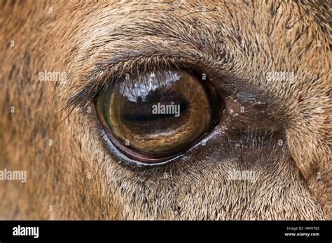 Deer eye hi-res stock photography and images - Alamy