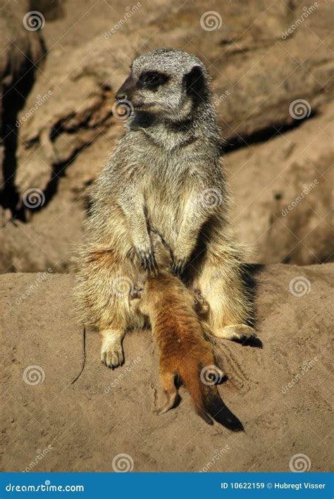 A Meerkat Feeding Her Children Royalty-Free Stock Photo | CartoonDealer ...