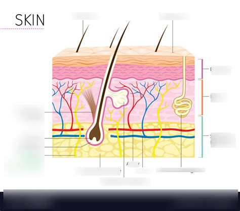 Integumentary System Diagram To Label - Wiring Diagram Database